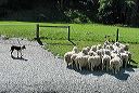 103-img_7127