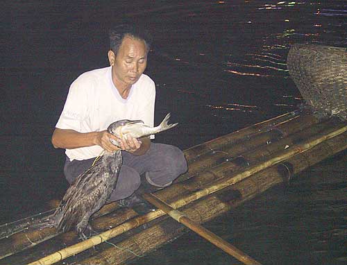 57-cormorants2