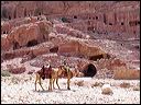 71d-petra_camels