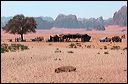 79-wadi_rum_tent