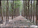 59-rubber-plantation